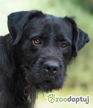 Do adopcji Warszawa