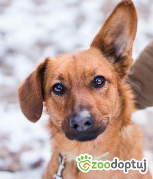 Do adopcji Sompolno