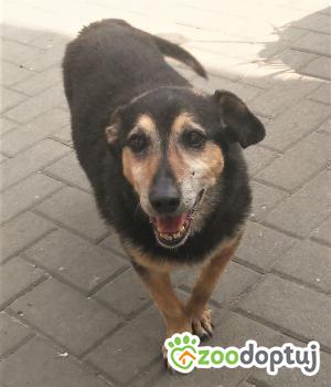 Do adopcji Warszawa