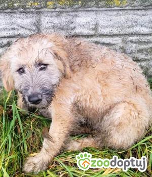 Do adopcji Wieluń