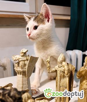 Do adopcji Cieszyn