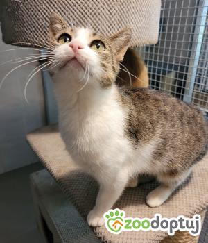 Do adopcji Cieszyn