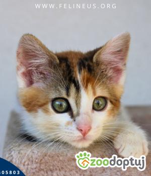 Do adopcji Rzeszów