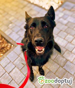 Do adopcji Łódź