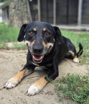 Do adopcji Zgierz