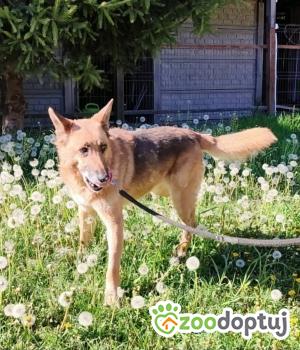 Do adopcji Zgierz