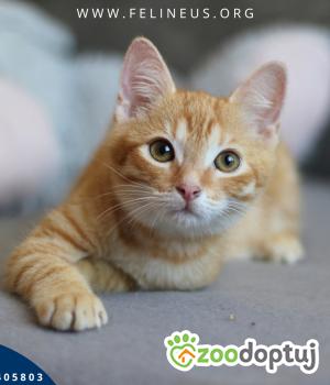 Do adopcji Rzeszów