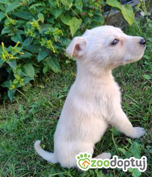 Do adopcji Radziejów