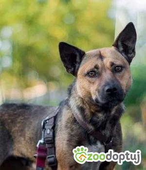 Do adopcji Warszawa