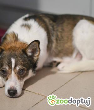 Do adopcji Mielec