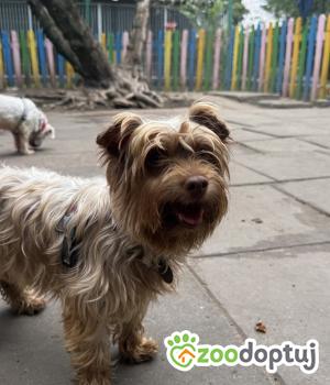 Do adopcji Warszawa