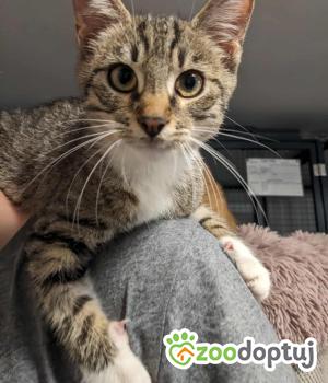 Do adopcji Cieszyn