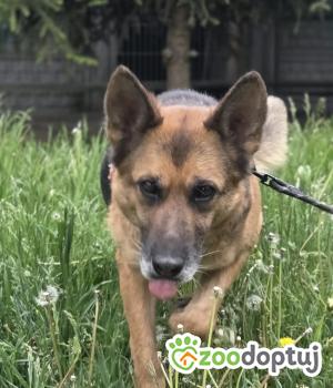 Do adopcji Zgierz