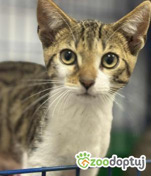 Do adopcji Zgierz