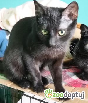 Do adopcji Poznań