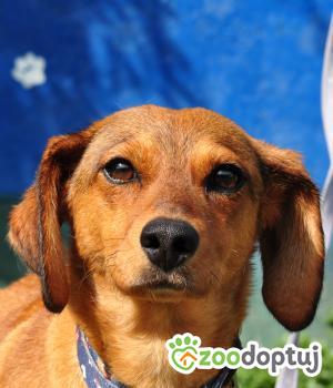 Do adopcji Nowy Dwór Mazowiecki