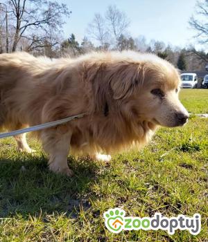 Do adopcji Kielce