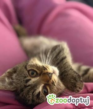 Do adopcji Cieszyn