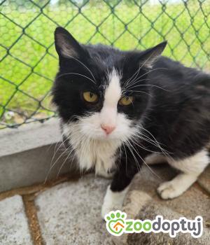 Do adopcji Głogów