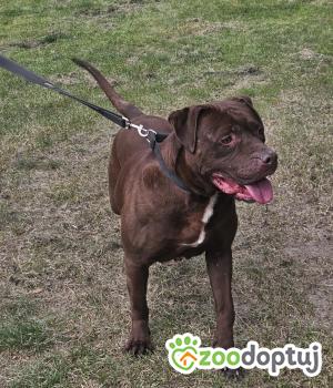 Do adopcji Zgierz