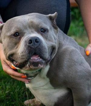 Do adopcji Lewin Brzeski