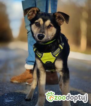 Do adopcji Dąbrowa Tarnowska