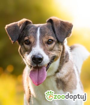 Do adopcji Warszawa