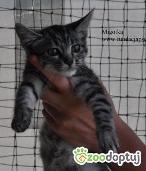 Do adopcji Nowy Dwór Mazowiecki