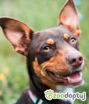 Do adopcji Sompolno