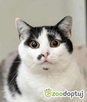 Do adopcji Poznań