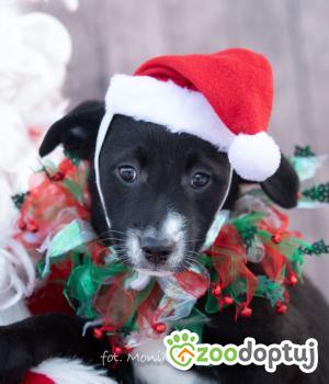 Do adopcji Myślenice