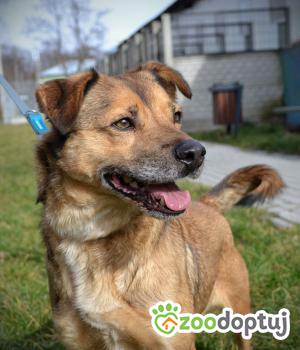 Do adopcji Mielec