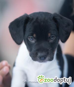 Do adopcji Myślenice