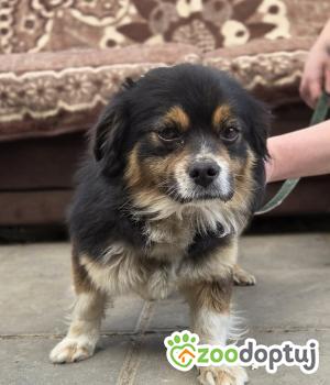 Do adopcji Zgierz