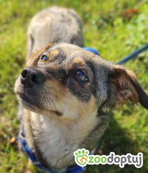 Do adopcji Stalowa Wola