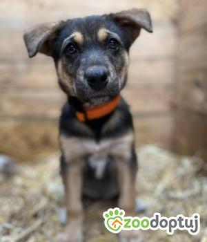 Do adopcji Warszawa