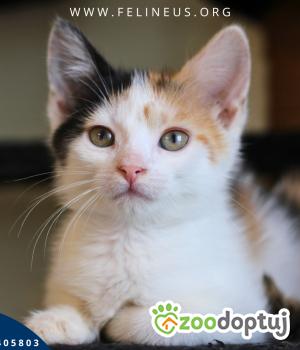 Do adopcji Rzeszów