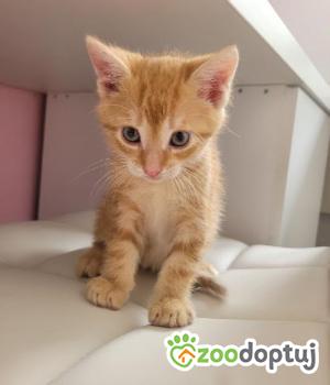 Do adopcji Głowno
