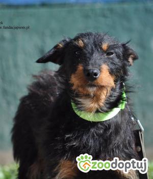 Do adopcji Nowy Dwór Mazowiecki