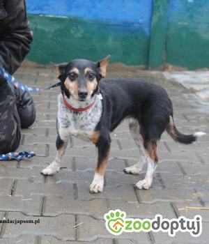 Do adopcji Nowy Dwór Mazowiecki