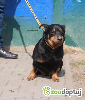 Do adopcji Nowy Dwór Mazowiecki