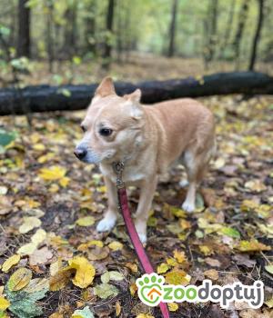 Do adopcji Zgierz
