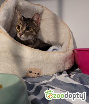 Do adopcji Cieszyn