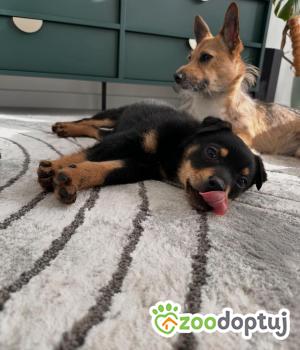 Do adopcji Białobrzegi