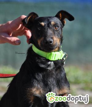Do adopcji Nowy Dwór Mazowiecki
