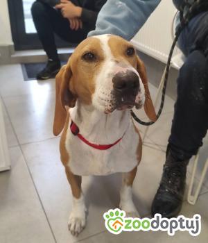 Do adopcji Zgierz