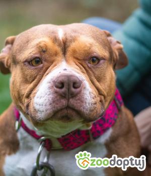 Do adopcji Bełchatów