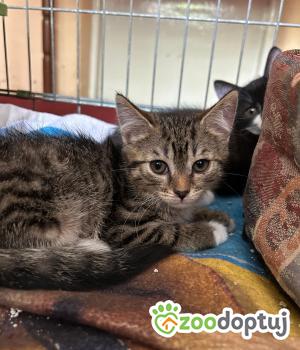 Do adopcji Głowno