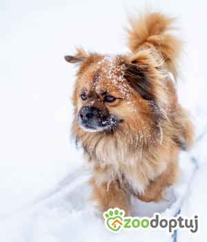 Do adopcji Stalowa Wola