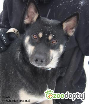 Do adopcji Nowy Dwór Mazowiecki